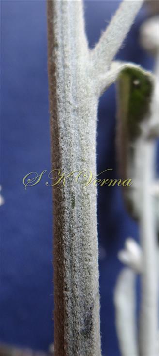  Stem